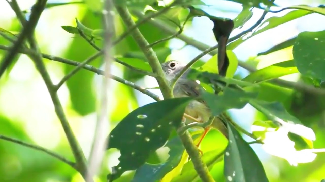 Morrison's Fulvetta (Alcippe morrisonia) --WFC