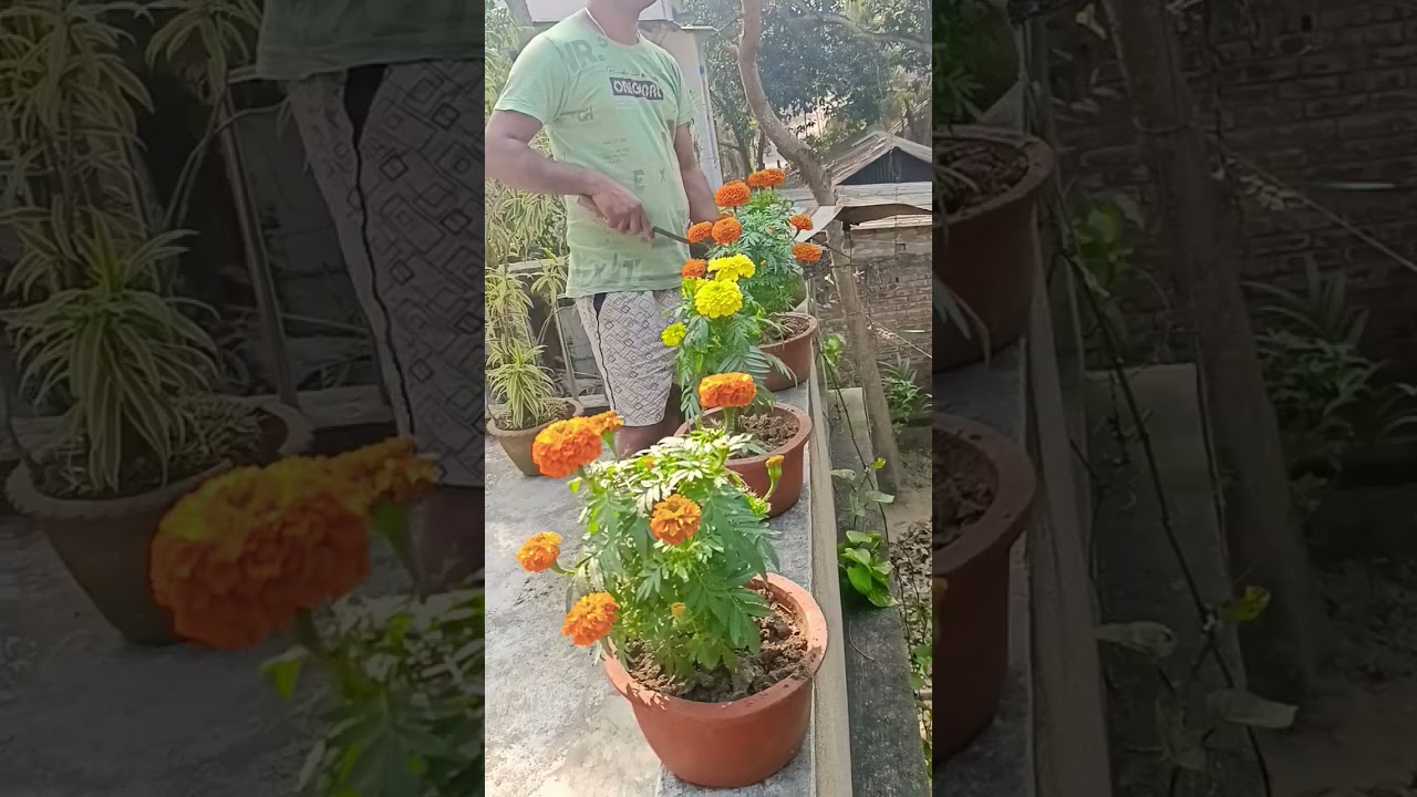 Inka gadha #flowers