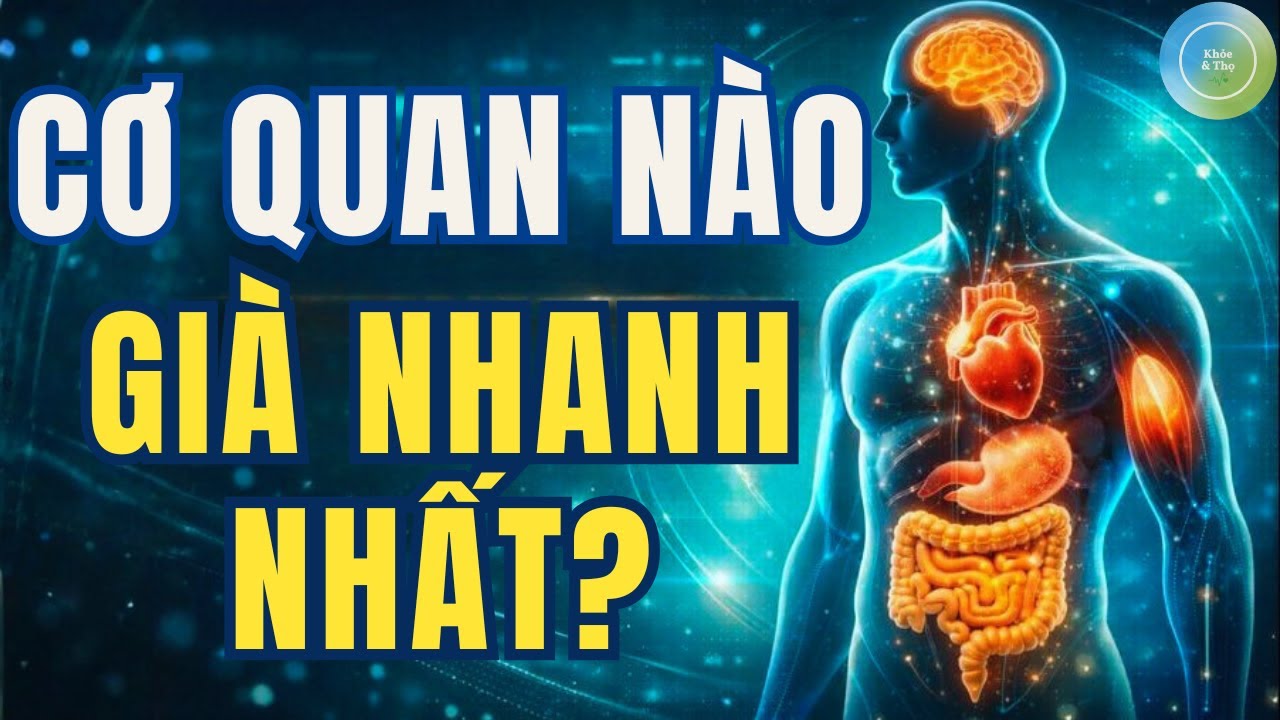 Cơ Quan Nào Già Nhanh Nhất? Sự Thật Khoa Học Về Lão Hóa Không Đồng Loạt