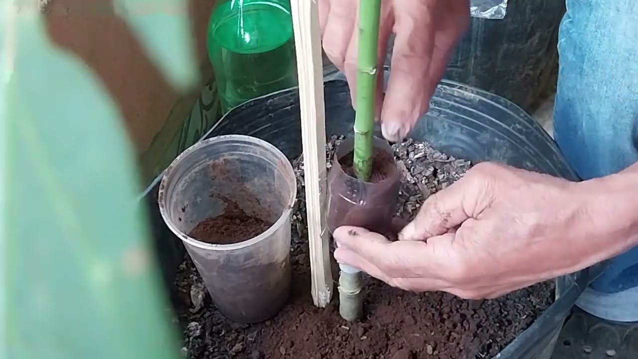 Como deixar o pé de mamão pequeno no vaso