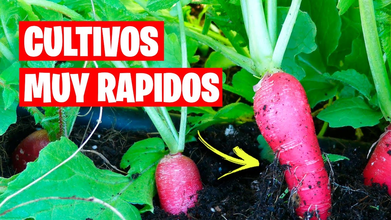 5 CULTIVOS R&Aacute;PIDOS para empezar en el HUERTO ✅ &iexcl;CRECEN mas RAPIDO que la HIERBA! | La Huerta de Ivan