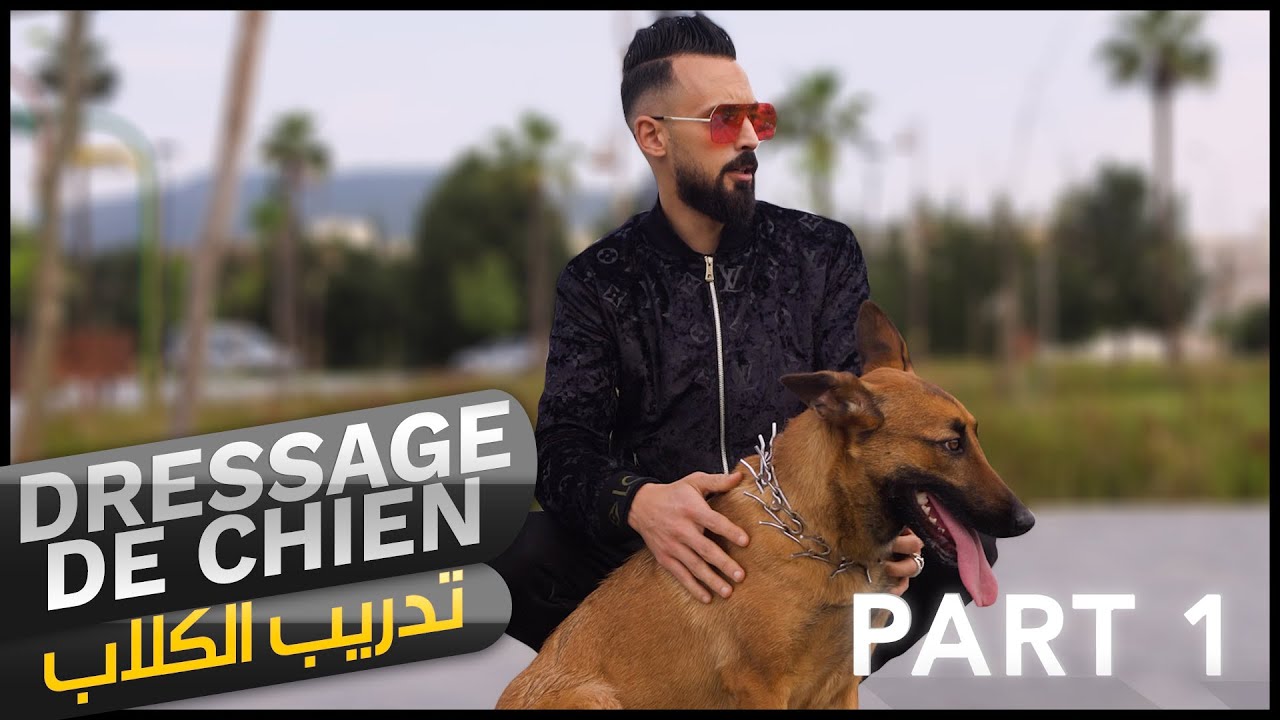 Dressage de Chien Part 1 || w/ Yassir Makhloufi (Règle 1 Assit) - Dogs Training Basic | تدريب الكلاب
