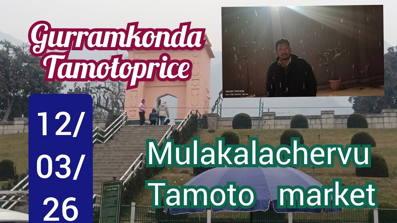 March 12, 2026!!#mulakalachervu tamoto rate today #gurramkondatamotoprice!!