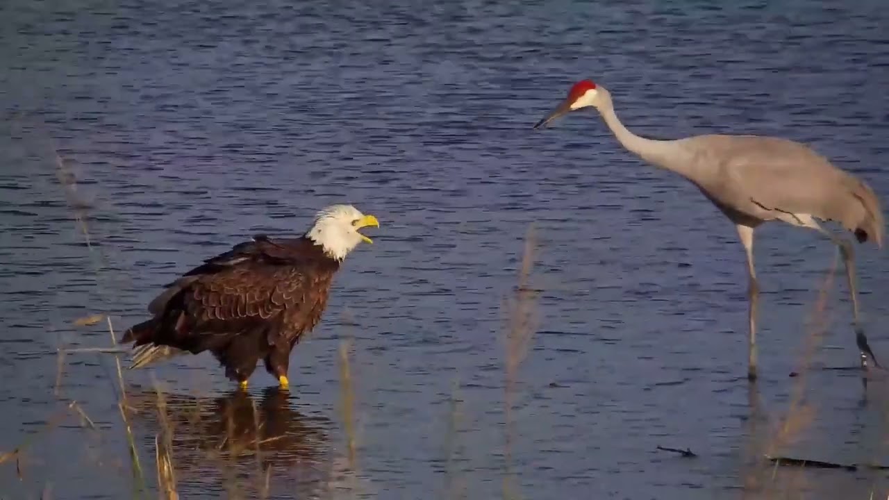 Bald Eagle and Sandhill Cranes