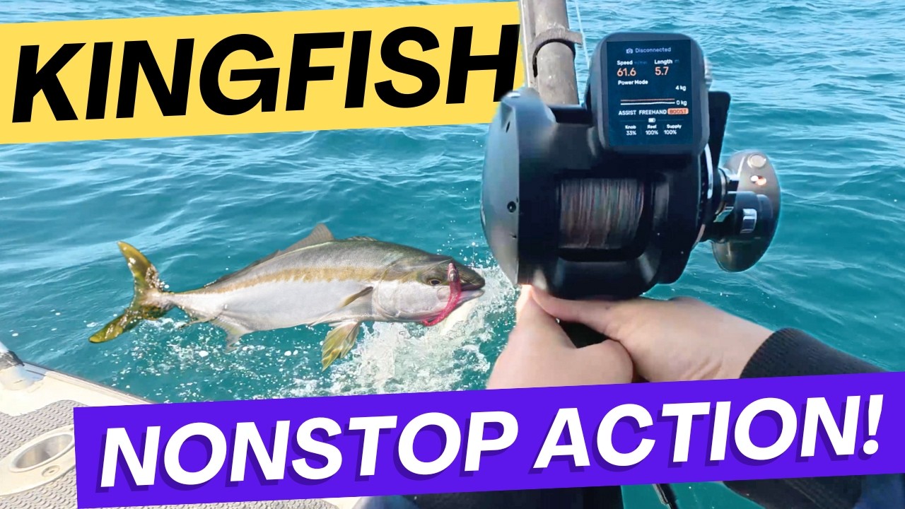 How many KINGS we going to catch? #kingfish #fishing #yellowtailkingfish #amberjack #bonito