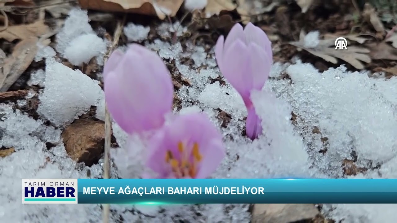 Meyve ağaçları baharı müjdeliyor
