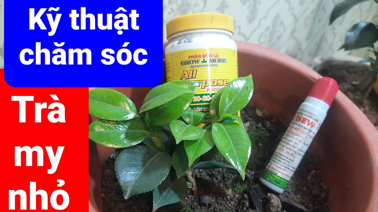 Kỹ thuật chăm sóc trà my nhỏ