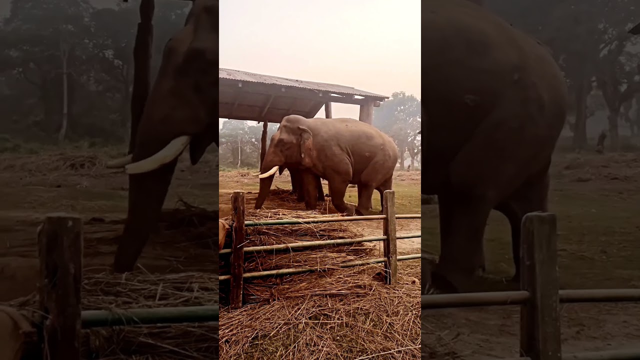 Chitwan National Park Elephant #shorts #anywheretravel #explorenepal #chitwannationalpark
