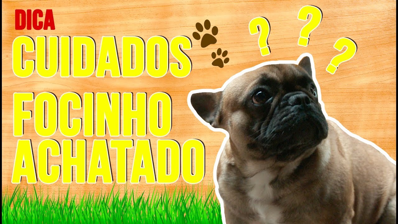 QUAIS OS DEVIDOS CUIDADOS DE LIMPEZA PARA UM BULLDOG FRANCÊS | BAW WAW
