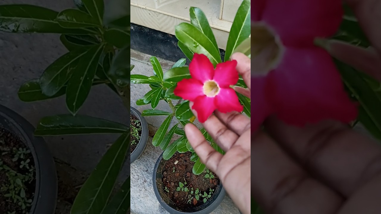 അഡീനിയം prune ചെയ്ത കമ്പുകൾ ഒന്നും കളയരുത്. ഇങ്ങനെ ചെയ്താൽ മതി#shorts #gardening #Threadandneedle