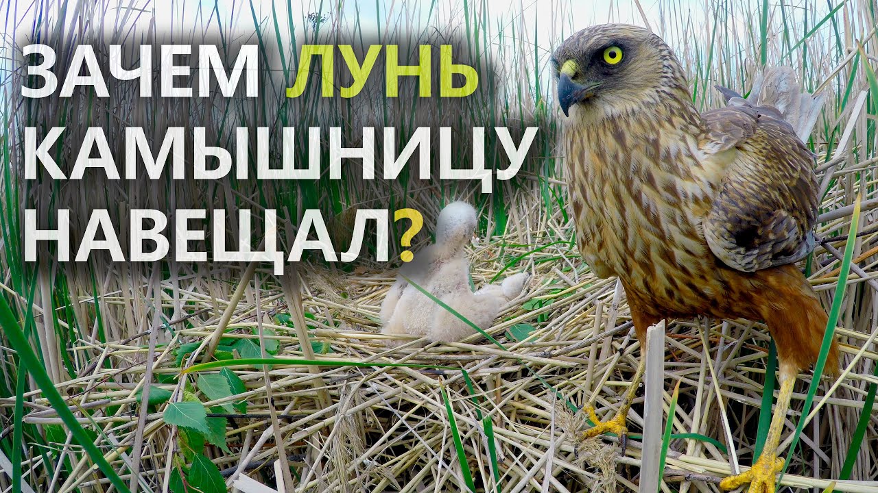Разбойник-Лунь и гнездо Камышницы. Застукан с поличным