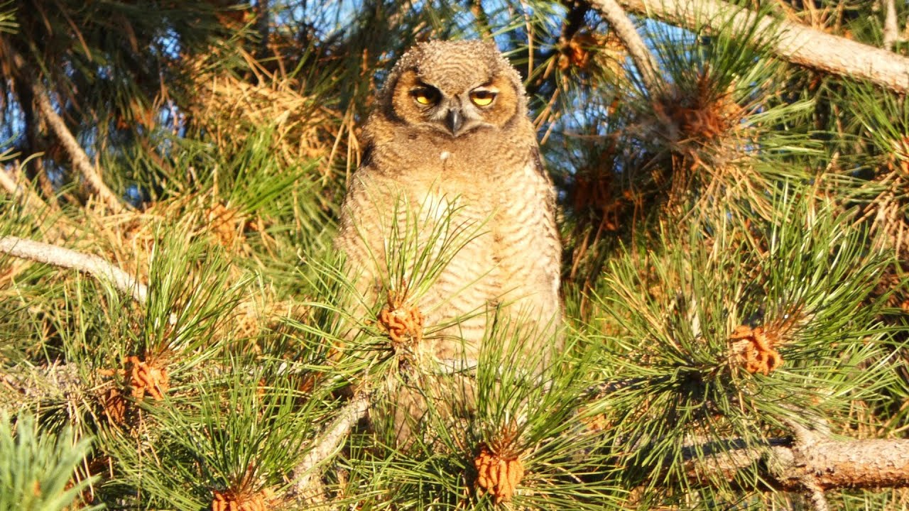 New Great Horned Family