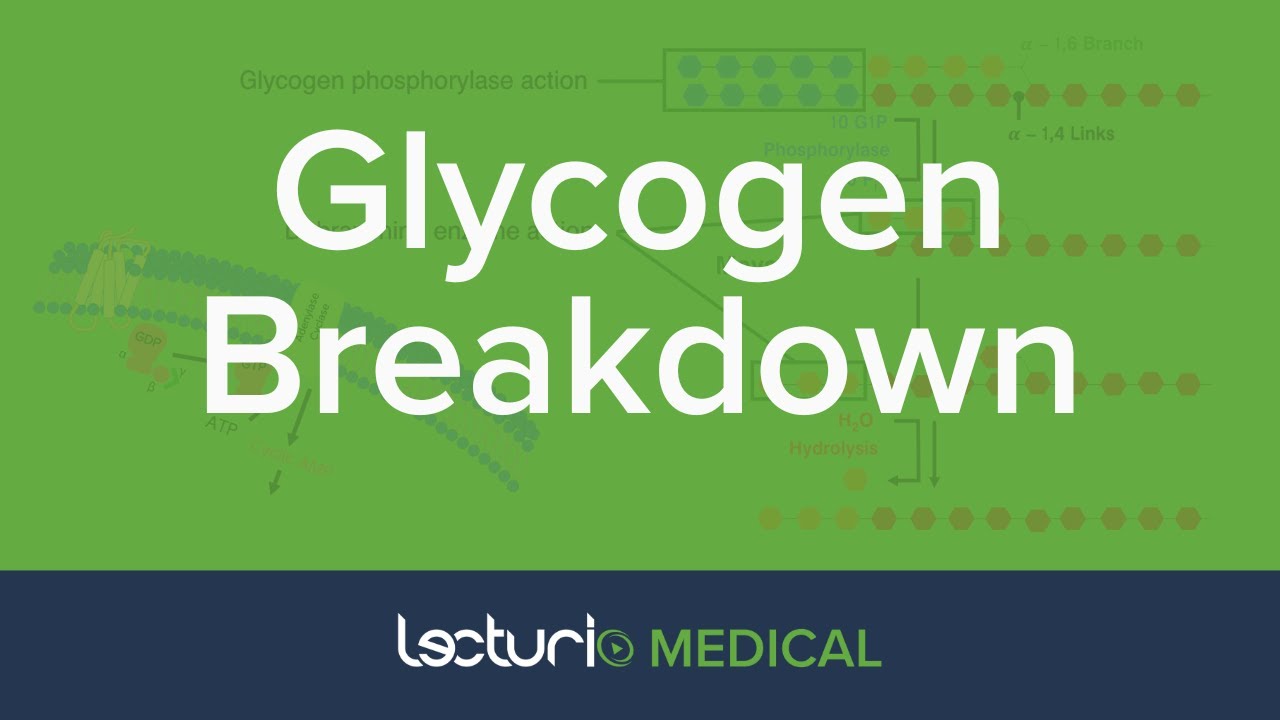 Glycogen Breakdown | Glycogen Metabolism  | Biochemistry