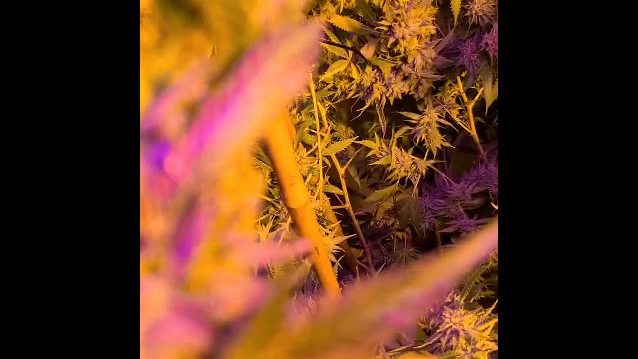 red headed stranger strain