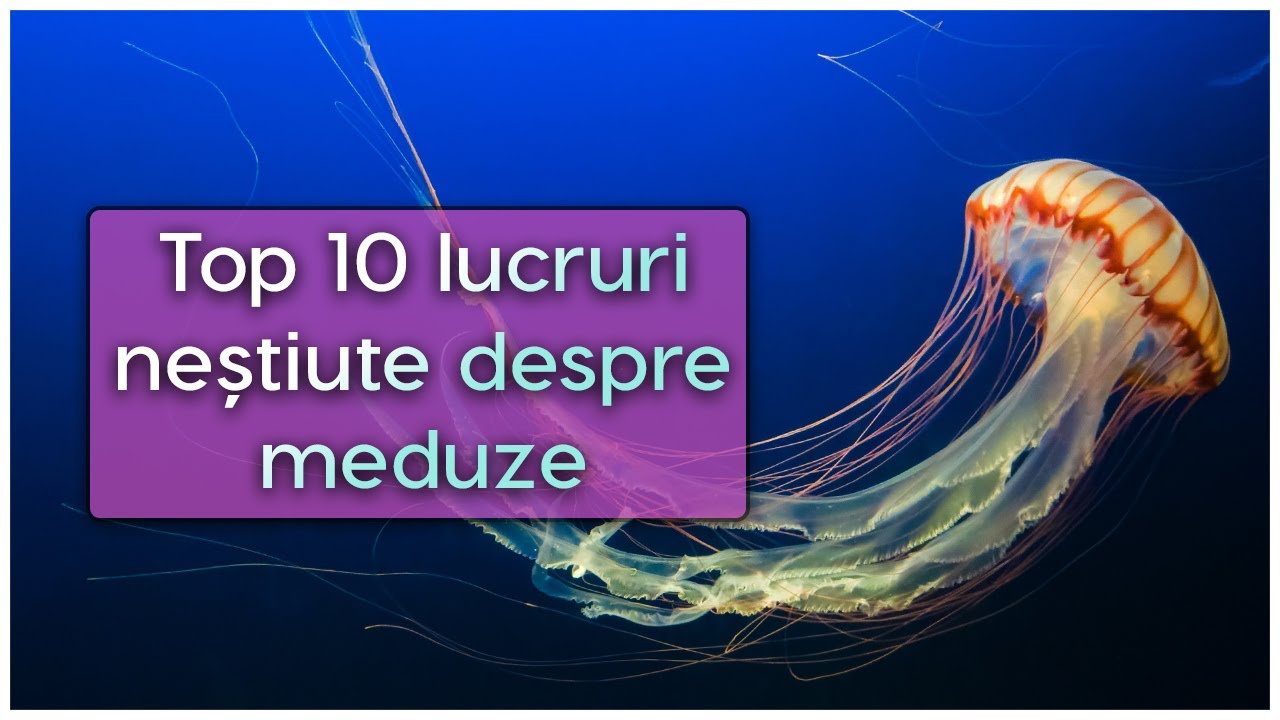Meduze, în spațiu 😮 Top 10 lucruri neștiute despre meduze | TOP Vista