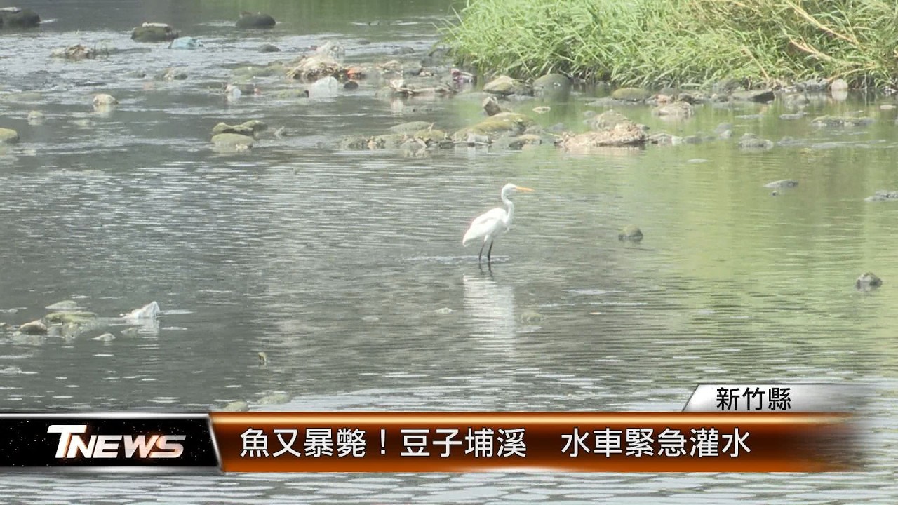 魚又暴斃！豆子埔溪  水車緊急灌水│T-NEWS聯播網