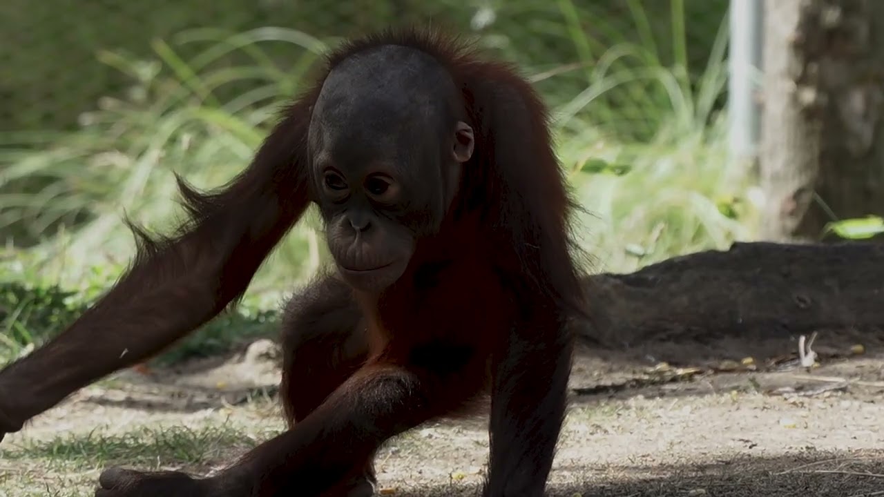 Orangutan Caring Week 2025