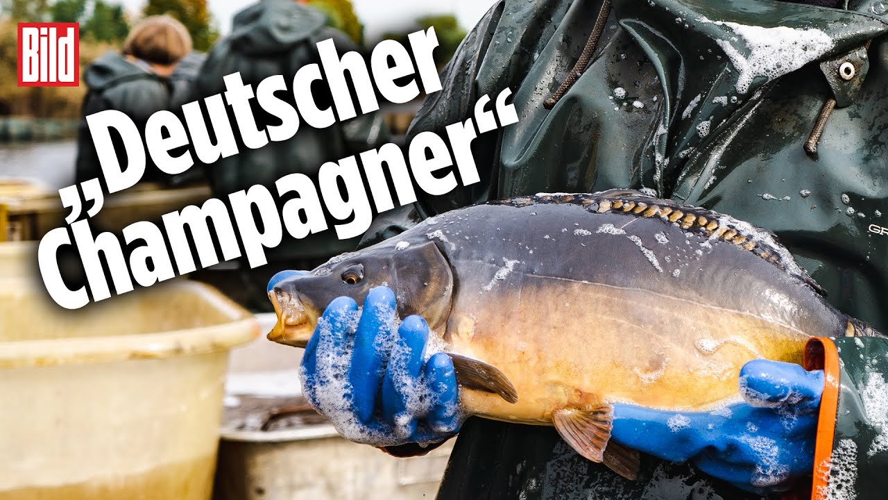 Wie diese deutschen Karpfen-Teiche ein EU-Siegel bekommen haben | Peitzer Karpfen