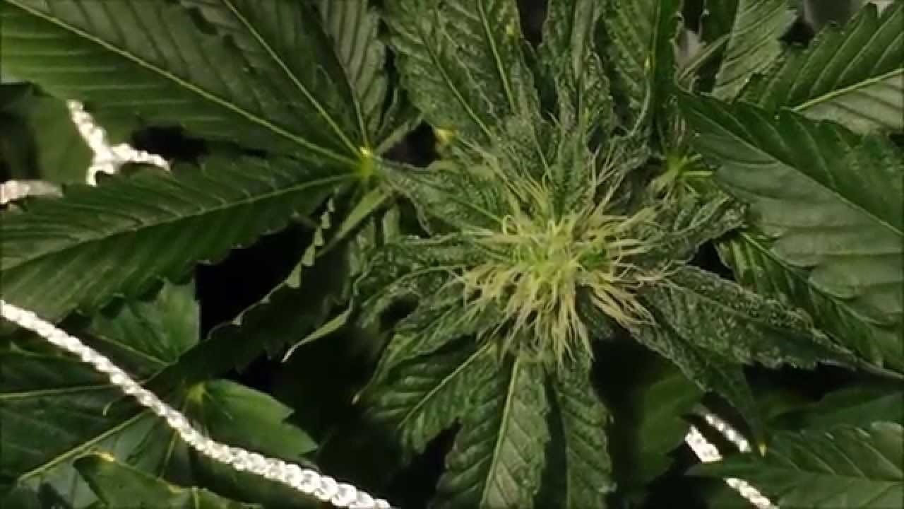 DurangoOG - LaPlata Labs - Day 28 Flower