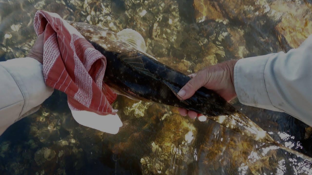 Total of 2.09 metres of Flathead in 4 fish.