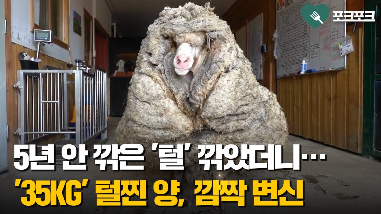 5년 안 깎은 '털' 깎았더니...35kg 털찐 양, 깜짝 변신