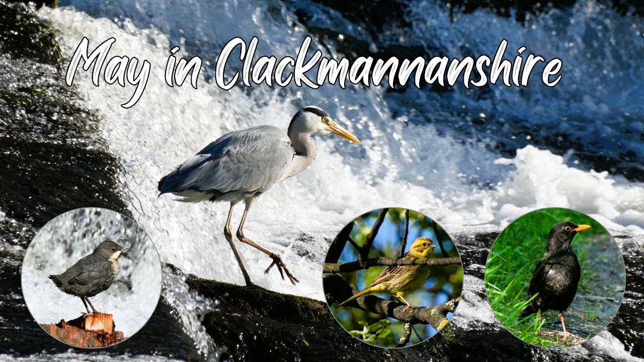 Early May morning, filming birds by the rivers Devon and Forth in Clackmannanshire.