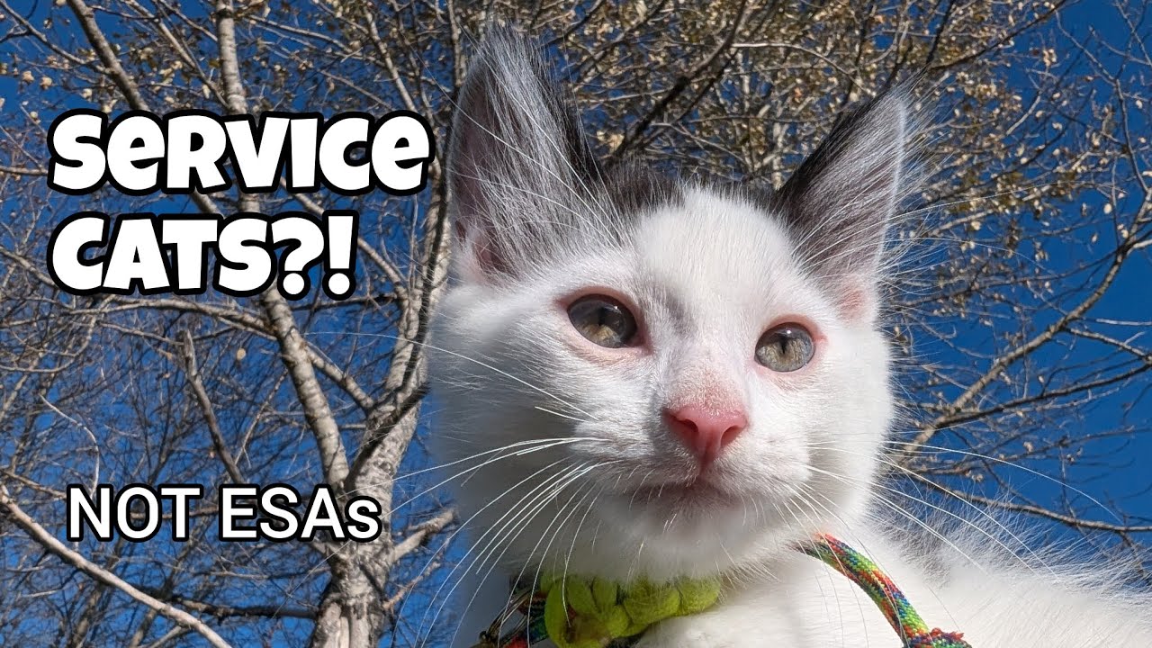 How to train a service cat!!