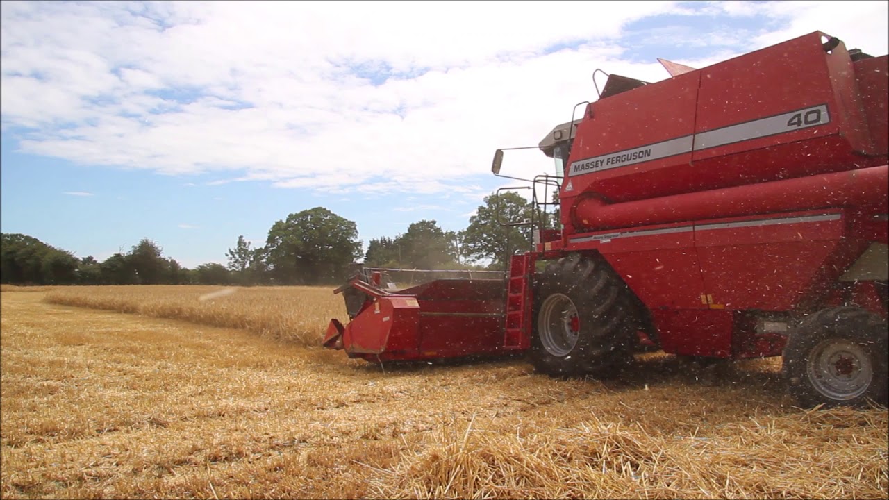 Massey Ferguson 40RS cutting winter barley. Harvest 2020.