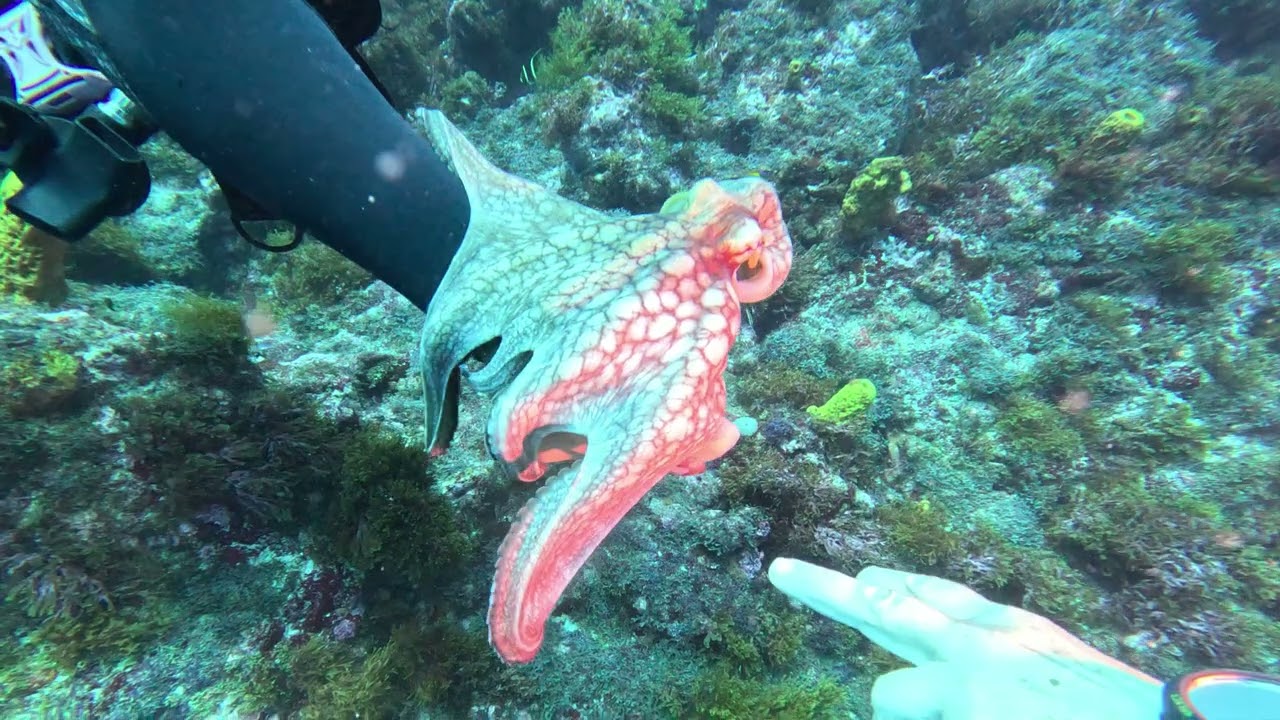 Mergulho em Natal (RN): Recifes, Vida Marinha e Água Cristalina – Scuba Dive 2025