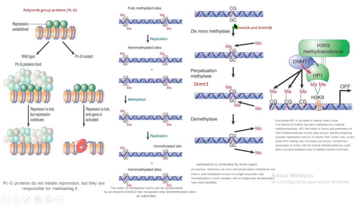 polycomb DNMT HP1 heterocromatina biolog&iacute;a molecular biology