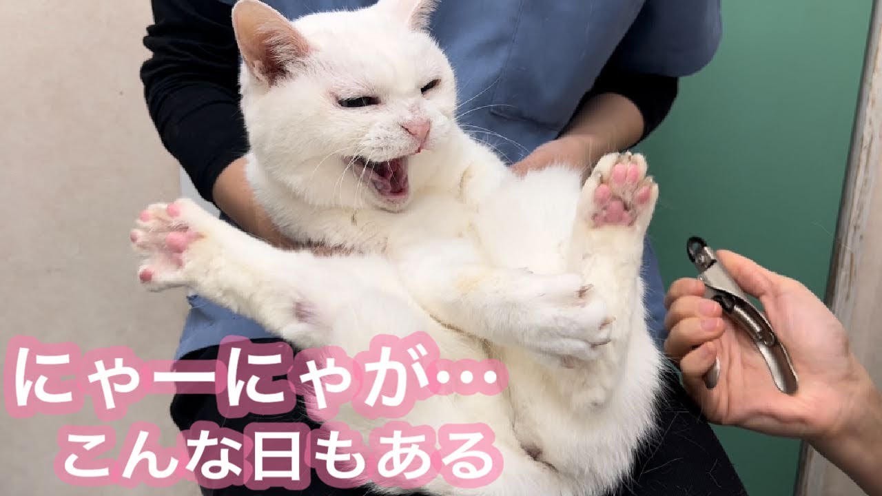 にゃーにゃの一撃。一瞬すぎて、衝撃的でした。