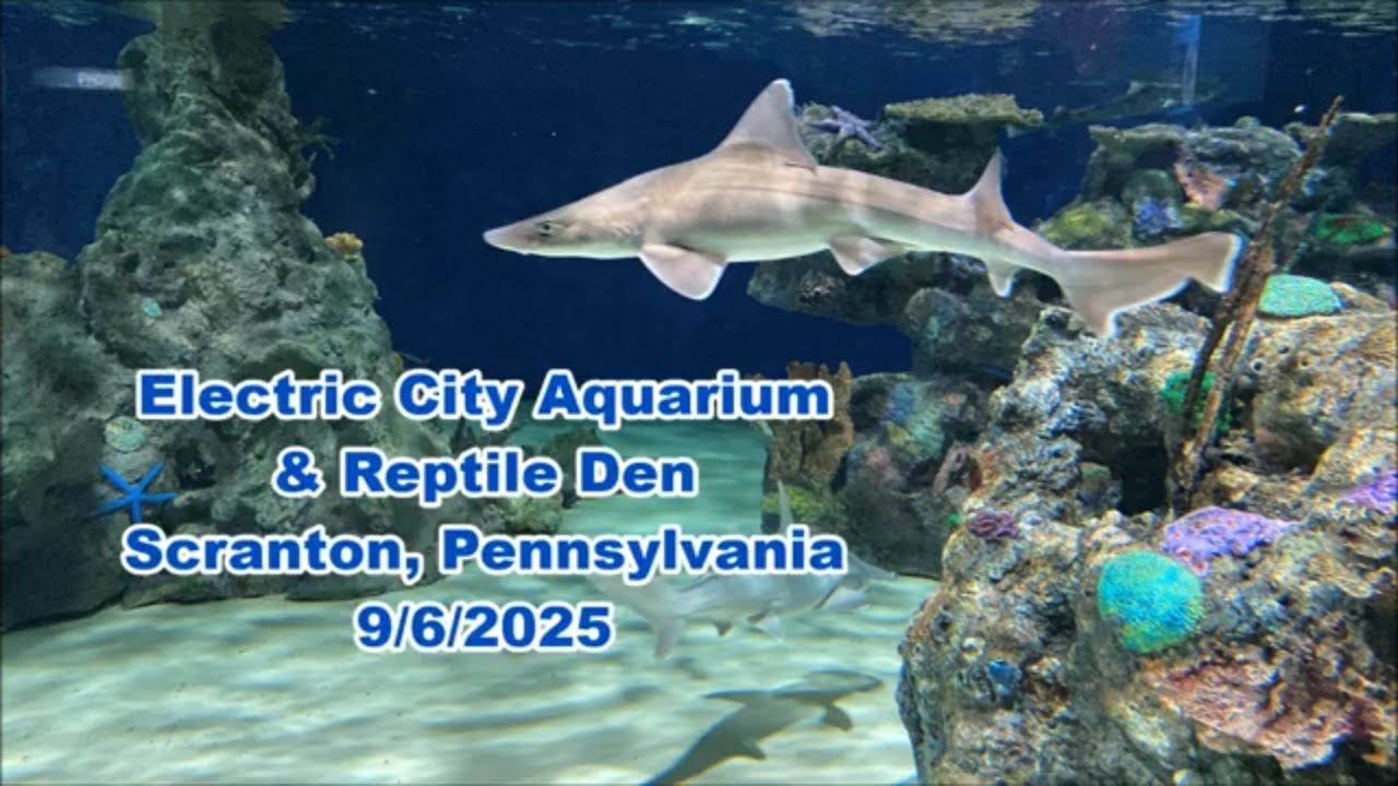Electric City Aquarium & Reptile Den in the Marketplace at Steamtown in Scranton Pennsylvania 9/6/25
