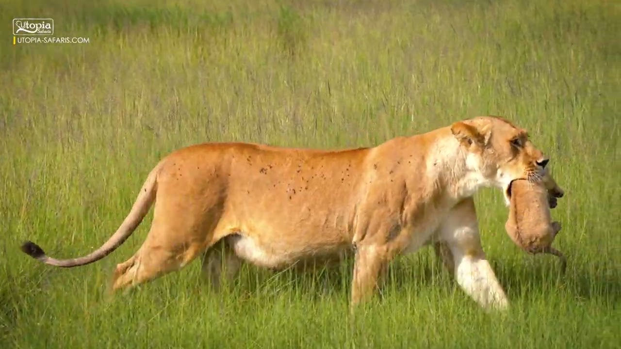 safari with utopia safaris