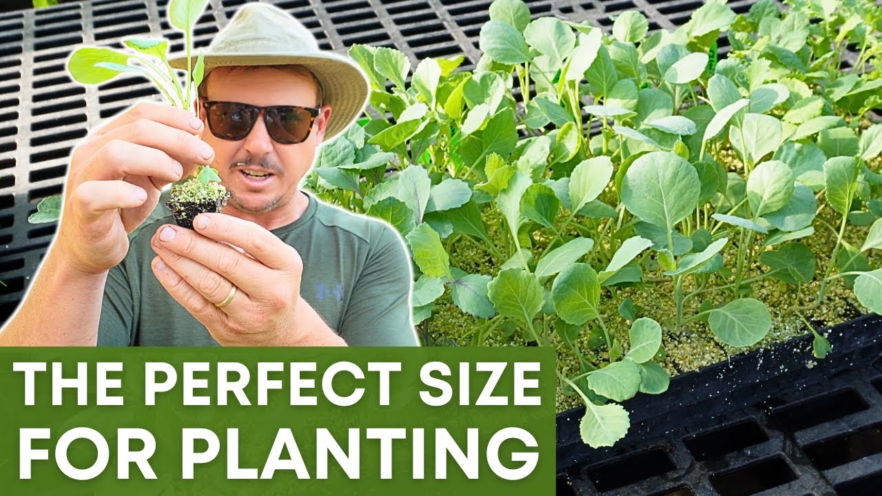 ХВАТИТ выращивать огромные трансплантаты! — Почему лучше меньше — значит лучше