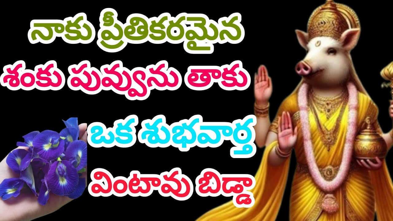 నాకు ప్రీతికరమైన శంకు పువ్వును తాకు ఒక శుభవార్త వింటావు బిడ్డా