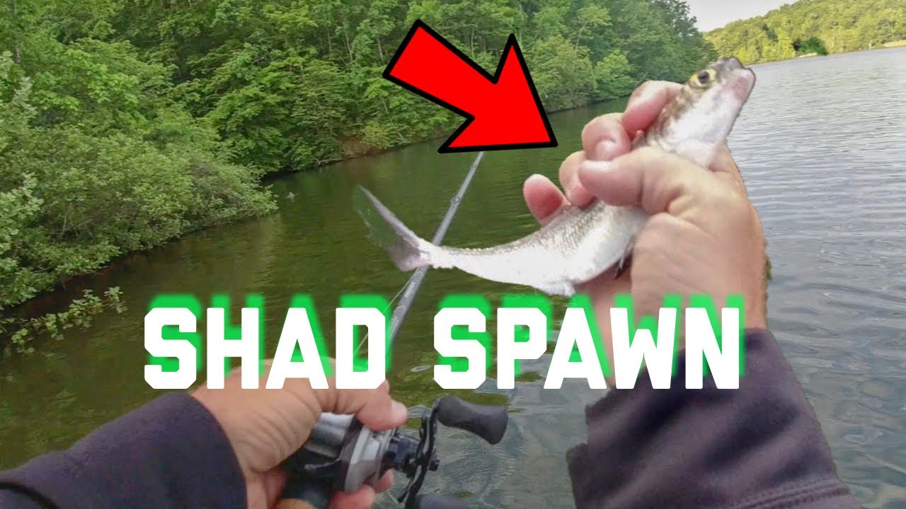 The TRUTH About the SHAD SPAWN! (It's Not Magic)