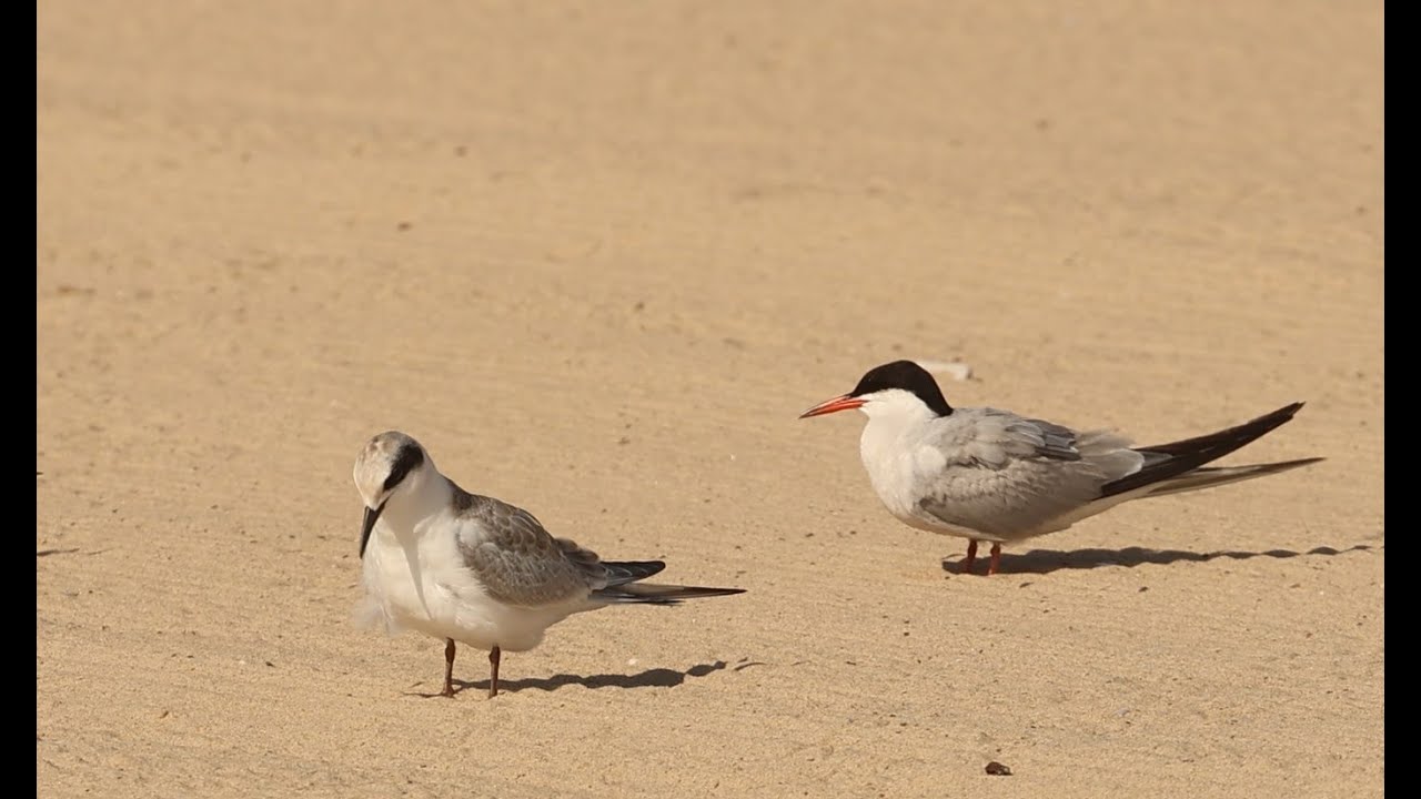 fall Medium Tern identification
