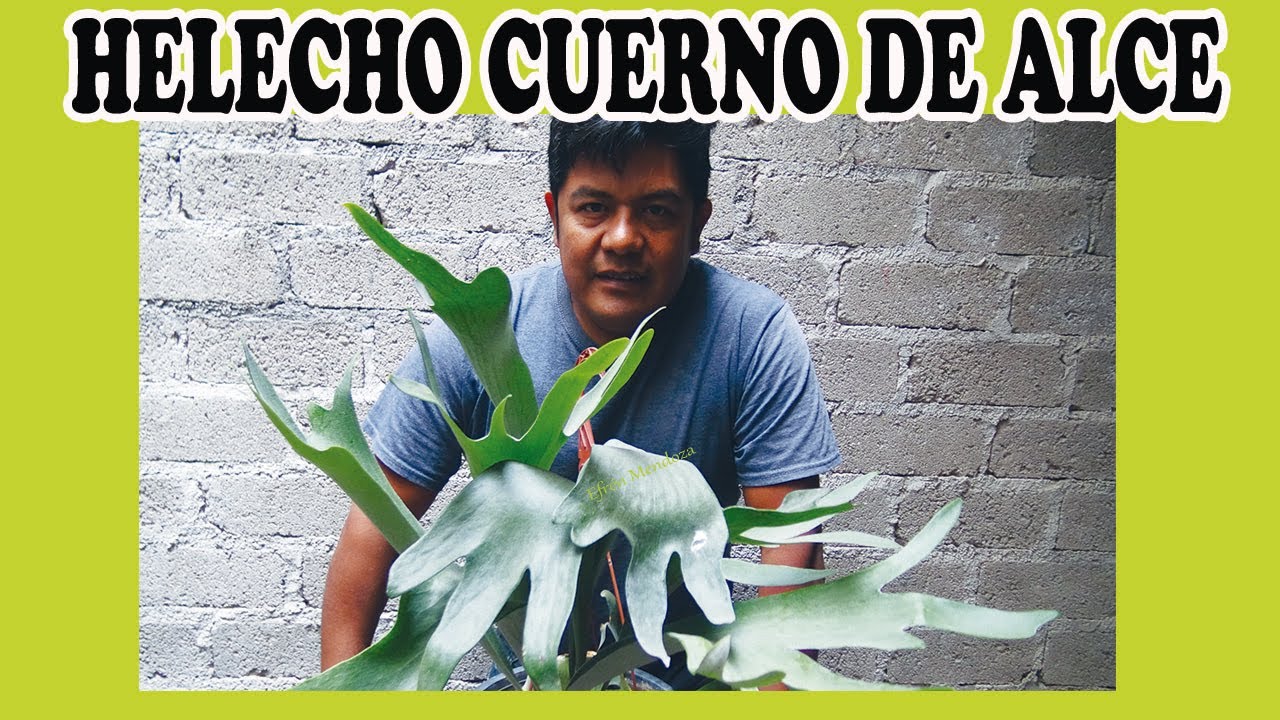 Cómo cuidar helecho cuerno de alce/Efrén Mendoza