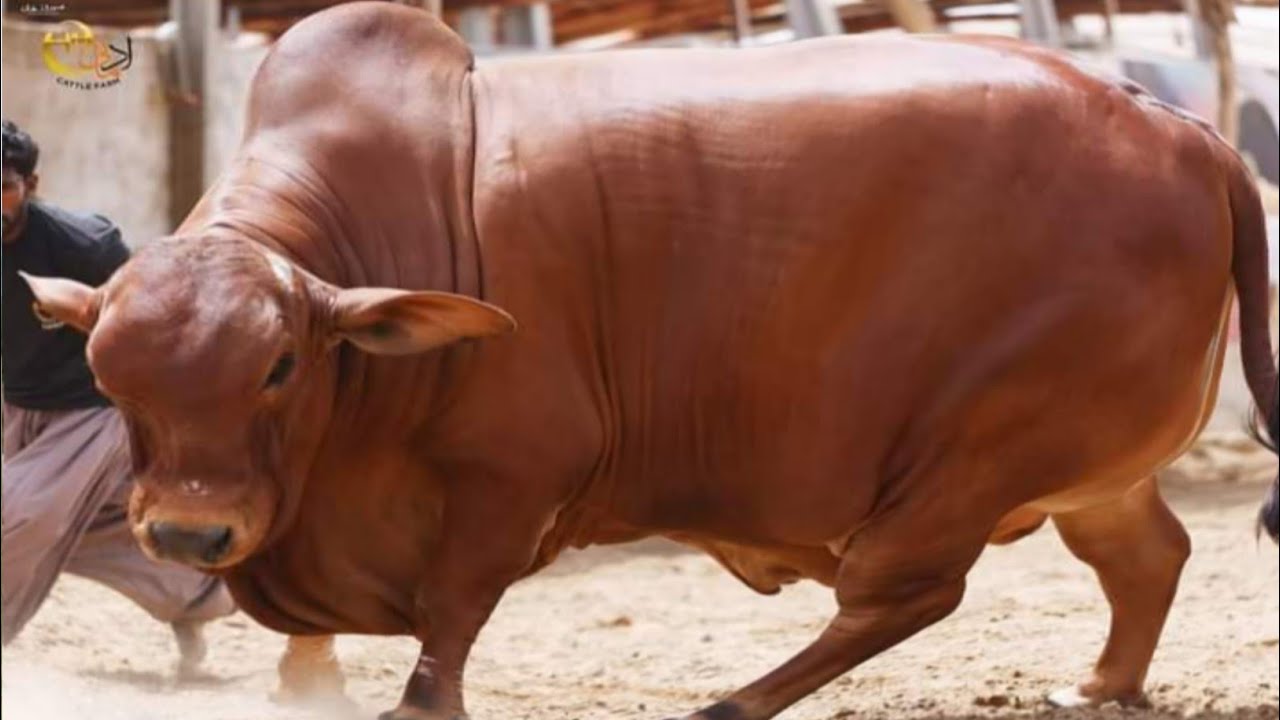 Modern Cattle Farm ll Koh e Noor Cattle Farm Karachi