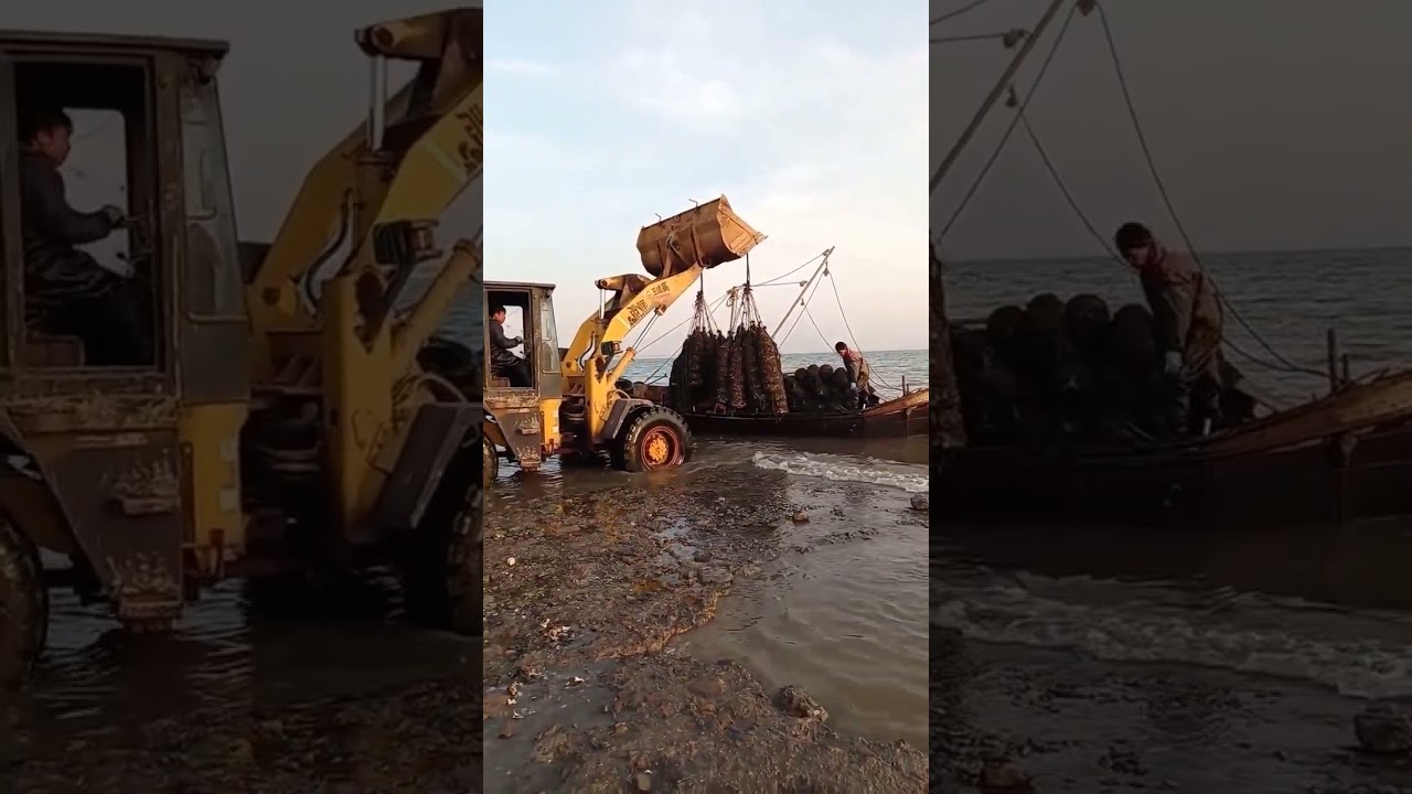 Returning from sea, oysters overflow! This harvest is amazing