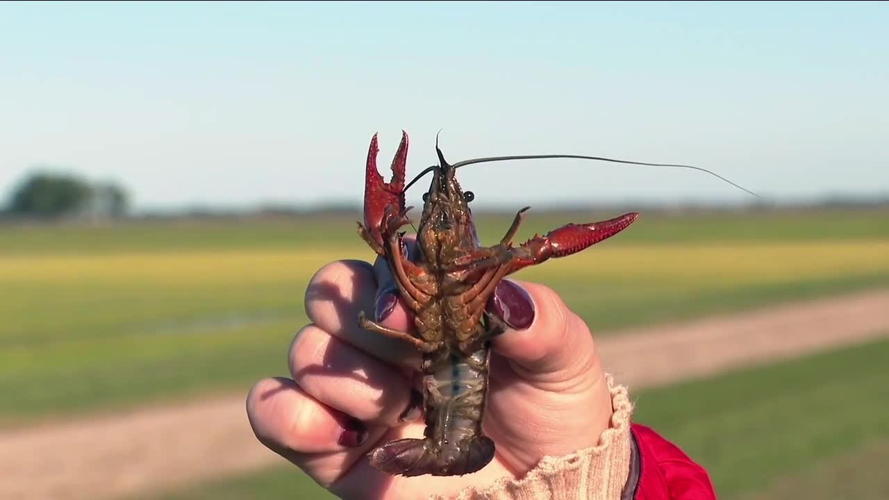 Upcoming crawfish season is looking up according to experts