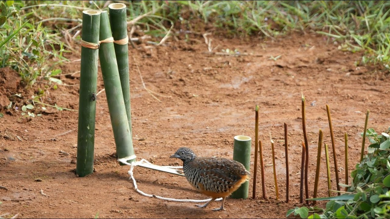 amazing method to be looking for food in the jungle for survival episode 148 I got a quail bird