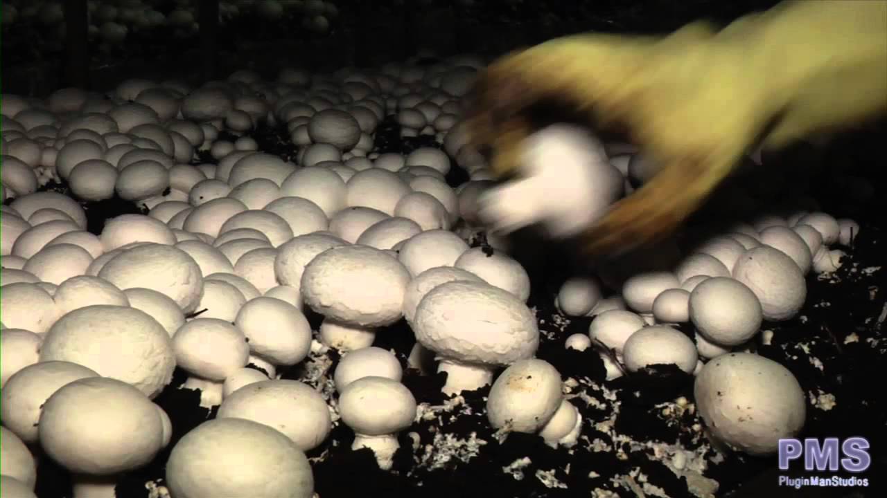 Cultivo de Champiñón y Setas en Pradejón (La Rioja)