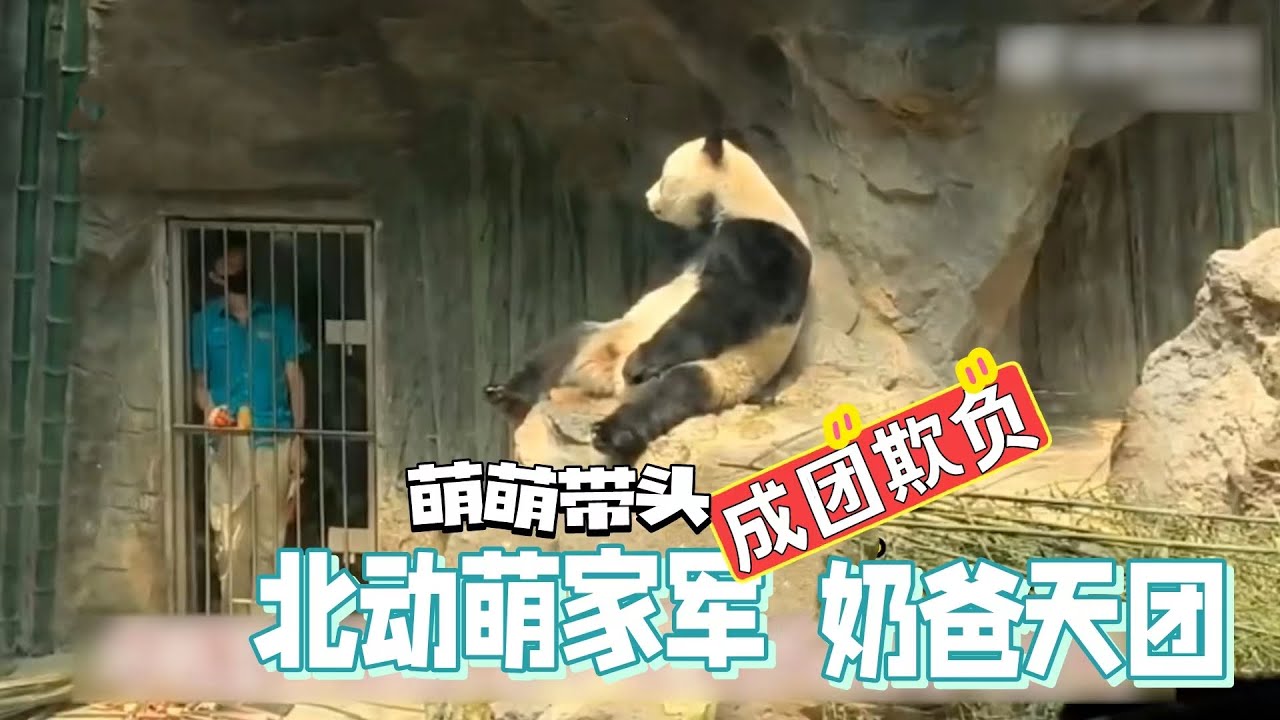 熊猫妈“萌萌”带头，北京动物园萌家军集体“欺负”奶爸天团，徐姥爷、木梳、黄莲奶爸和“北动潘粤明”的卑微生活