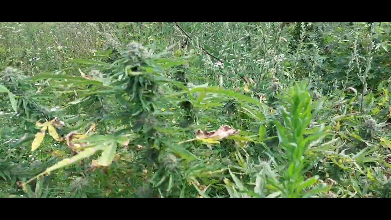 outdoor cannabis permacultural farming, cannabis, CBG, CBD hemp, organic herb, organic cannabis