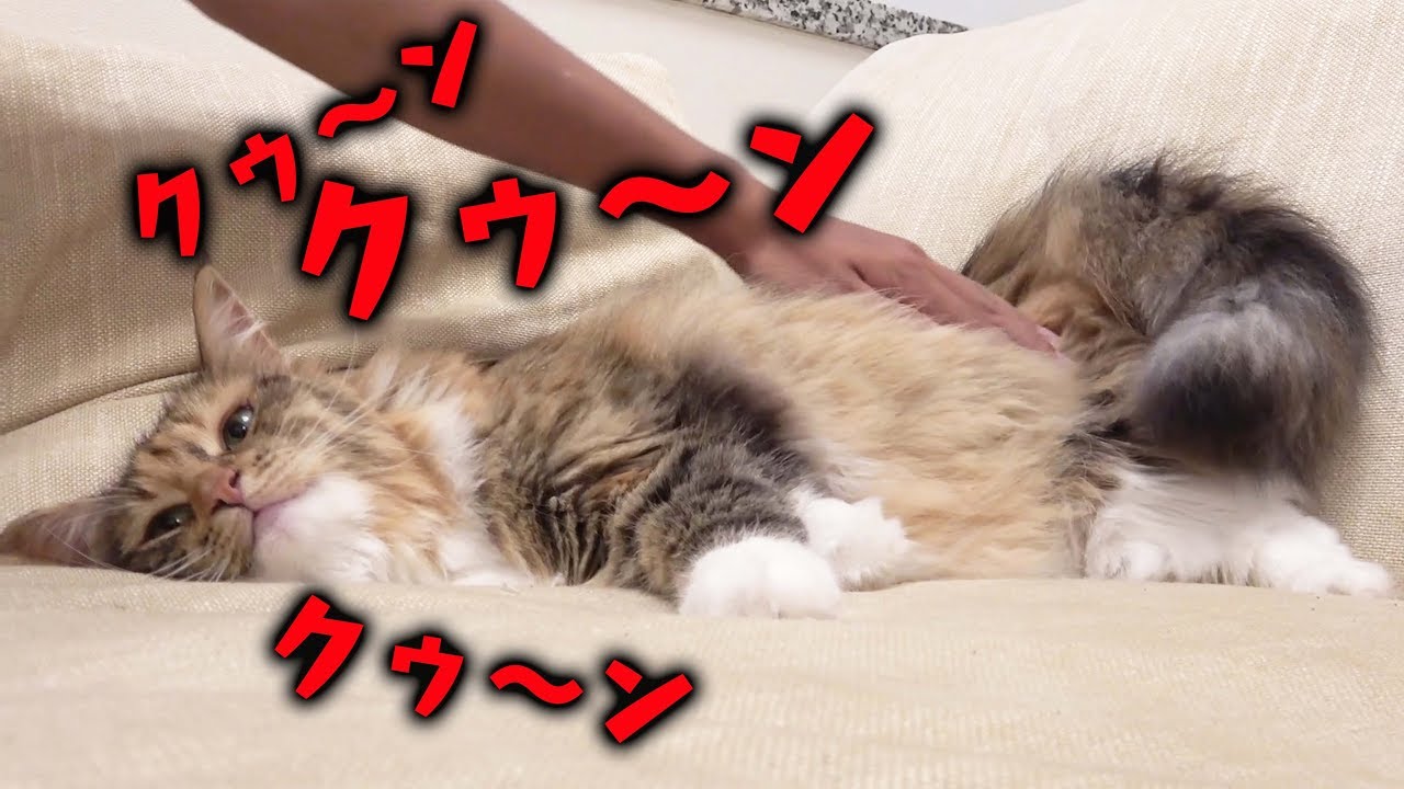 ちゃちゃお手入れに我慢するも、耐え切れなくなり飼主を襲う