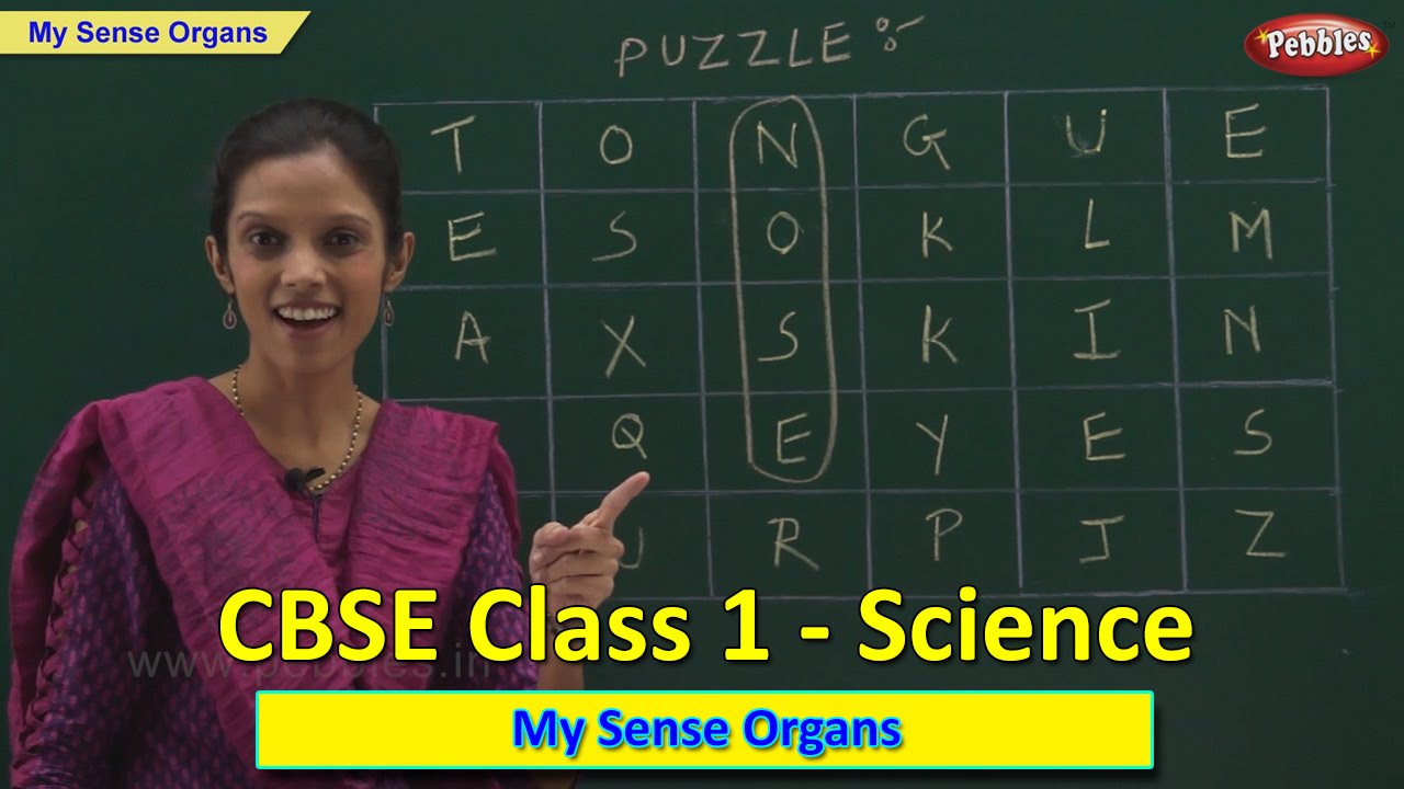 Sense Organs | Class 1 CBSE Science | Science Syllabus Live Videos | Video Training