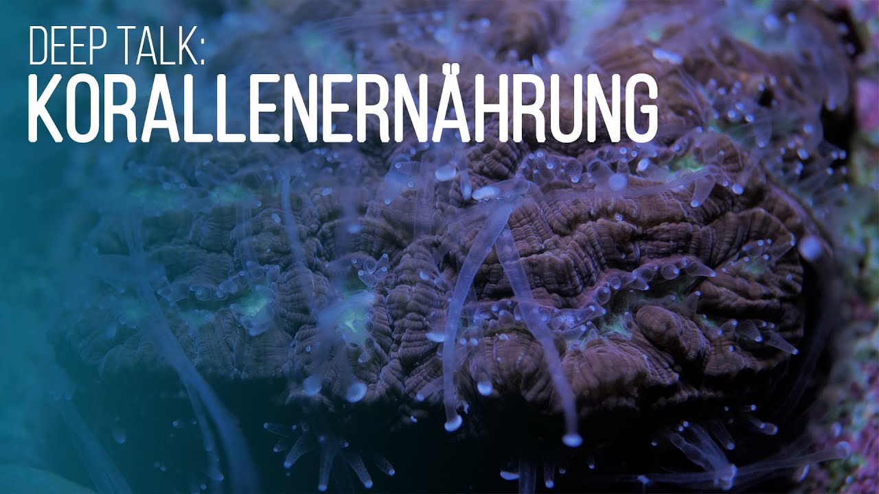Deep Talk: Korallenphysiologie | Wie ern&auml;hren sich Korallen? | Coralaxy