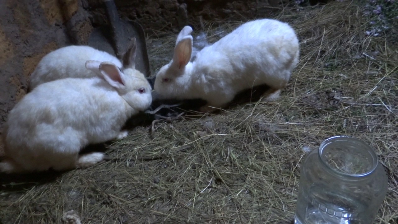 Кролики в яме (5) Крольчата выползли с норы