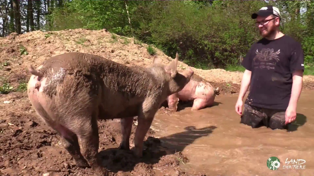 Schweine Anni & Rosalie lernen schwimmen und suhlen